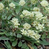 James' Buckwheat